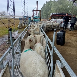 Estudiantes de Escuela Agraria de Sarand&iacute; Grande participaron en jornada sobre manejo ovino y calidad de lana organizada por el SUL