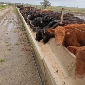 El 7 de noviembre se inaugurar&aacute; el feedlot para engorde intensivo de ganado en Escuela Agraria de Sarand&iacute; Grande