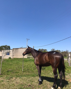 Jocketa de Sarand&iacute; Grande estuvo presente entre quienes llegaron a la meta en Ra&iacute;d en Capilla del Sauce