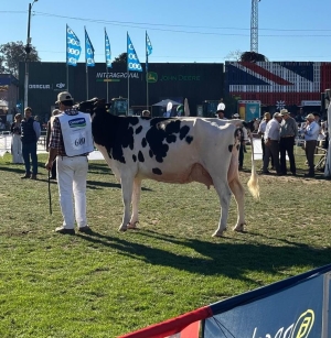 Caba&ntilde;a "El Grillo" de Sarand&iacute; Grande logr&oacute; ayer premio Gran Campeona en categor&iacute;a vacas de Exposici&oacute;n Rural del Prado