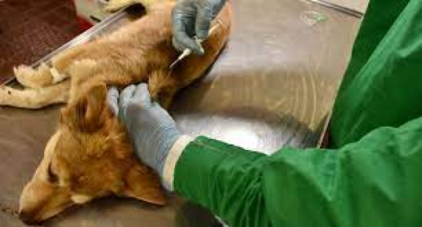 Castraciones gratuitas habr&aacute; el 27 de julio en Sarand&iacute; Grande