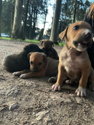 Proyecto Salvando Vidas recogi&oacute; ocho cachorros abandonados en Parque de Sarand&iacute; Grande