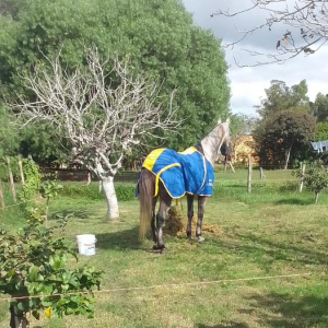 Jinete del CS 12 de Octubre de Sarand&iacute; Grande correr&aacute; ma&ntilde;ana Ra&iacute;d "Entre Amigos" en Casup&aacute;