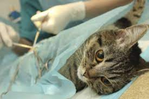 Inscriben a interesados en castrar gatos gratuitamente en Sarand&iacute; Grande