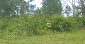 Comenz&oacute; hoy limpieza del Parque de Sarand&iacute; Grande para combatir especies invasoras