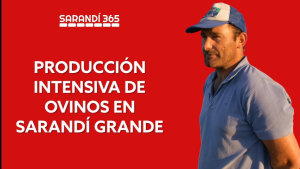 Productor de Sarand&iacute; Grande introdujo revolucionario sistema de pastoreo ovino en el Centro Sur del pa&iacute;s