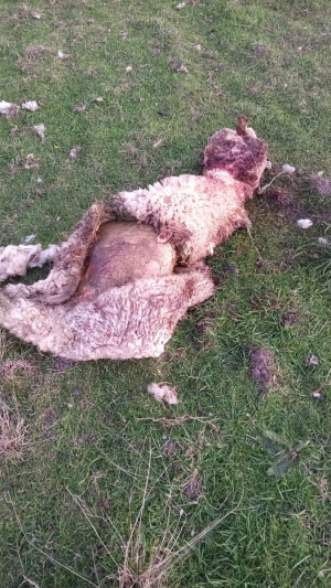 Faenaron una tercer oveja pre&ntilde;ada a productor cercano a Sarand&iacute; Grande