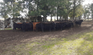 Avanza la construcci&oacute;n del feedlot en la Escuela Agraria de Sarand&iacute; Grande